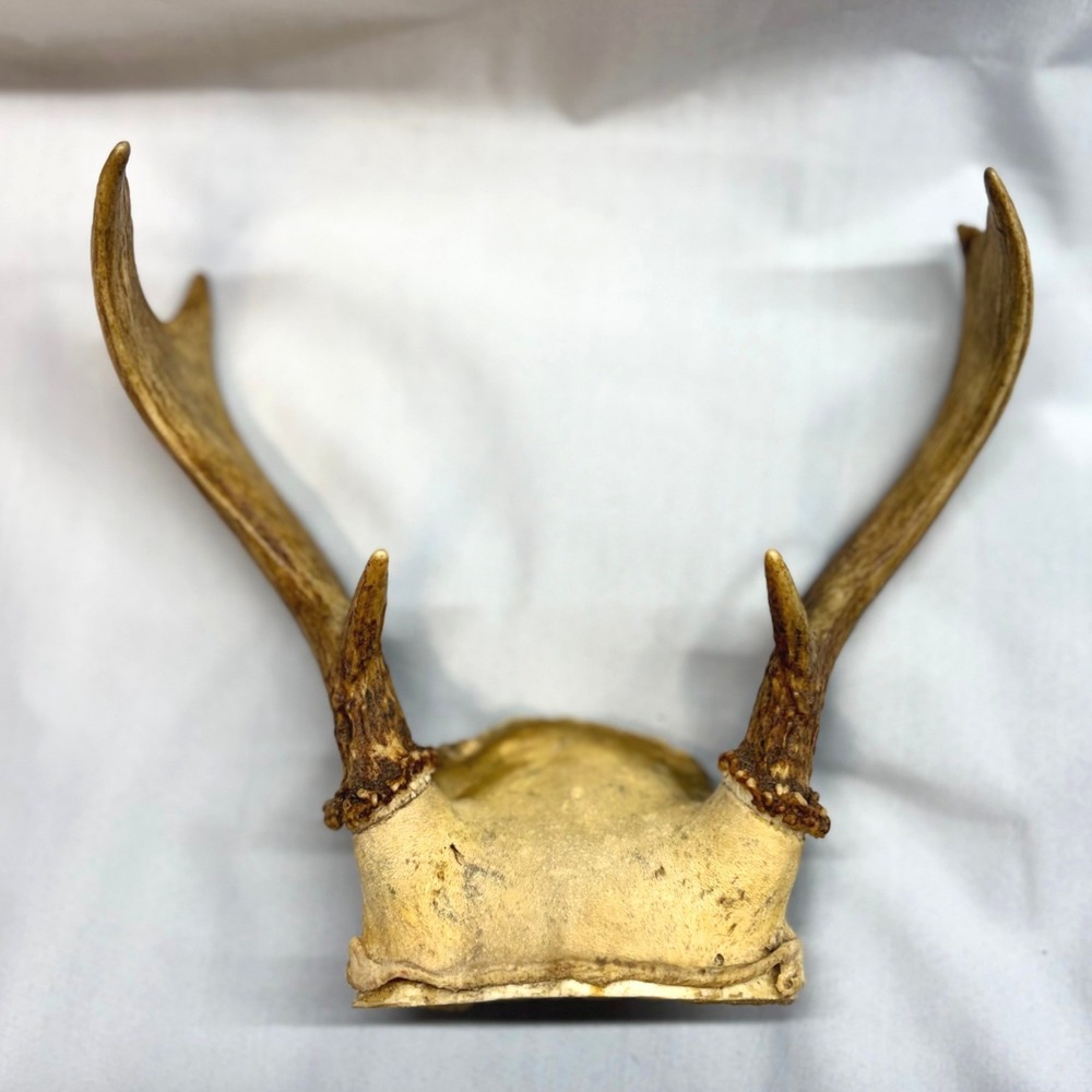Unbranded Deer Antler Skull Plate Rack OS Tan Good Vintage 2 Point Buck Decor